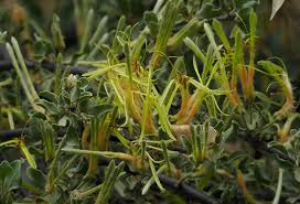 Image result for Agelanthus lugardii