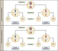 Image result for Meiosperma