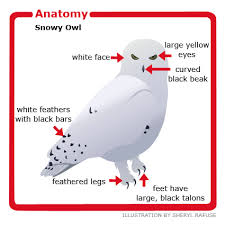 Anatomy Of The Snowy Owl Snowy Owl Owl Facts Owl