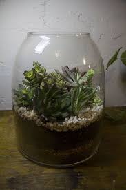 Flickriver Greenery Nyc S Most Interesting Photos Succulent Terrarium Mini Garden Garden Terrarium