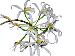 Image result for Embelia libeniana