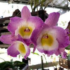 Orchid Dendrobium Nobile Den Angel Moon Love Letter Etsy Dendrobium Nobile Orchid Nursery Orchids