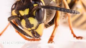 How Long Do Wasps Live? Indoor & Outdoor Lifespan