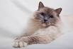 The Ragdoll Cat — All About This Fascinating Cat Breed ...