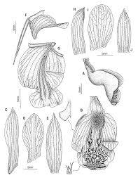 Image result for Eulophia calantha