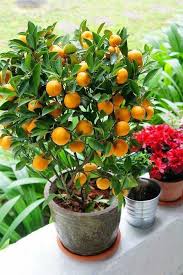 Planting fruit trees requires a little more i'll admit, this is one of the biggest drawbacks of planting fruit trees. Amazing Bonzai Fruit Trees Awesome Post Potted Fruit Trees Bonsai Fruit Tree Kumquat Tree
