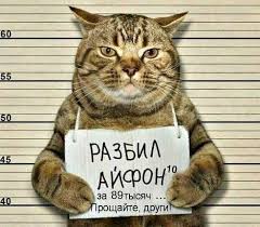 В прошлом году у нас родилась Prikolnye Kartinki Pro Kotov I Koshek 40 Foto