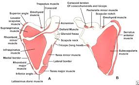 Don't bend your knees, and keep your legs on the floor. Scapular Anatomy Scapula Scapula Bone Bones And Muscles