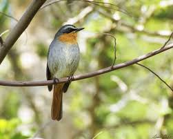 Garden Birds Of South Africa Cape Robin Chat Cossypha Caffra Passerine Bird Flycatcher Old World