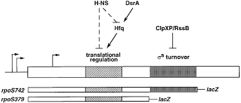 Rpos is listed in the world's largest and most authoritative dictionary database of abbreviations and acronyms. Structure Of The Rpos Gene And Domains Proposed To Be Involved In Download Scientific Diagram