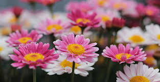 Maybe you would like to learn more about one of these? Bunga Aster Taman Foto Gratis Di Pixabay