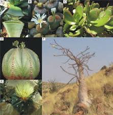 How can cactus live without water? Xerophytes Advanced Ck 12 Foundation