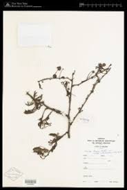 Image result for Acacia kirkii