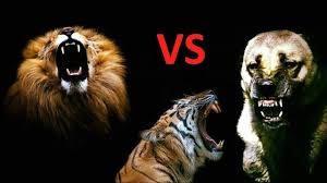 Aslan Ve Kaplana Saldiran Kangal Kangal Dog Attack Lion And Tiger Youtube