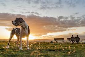 Your growing great dane puppy will need to eat a lot of food. Average Cost Of Buying A Great Dane With 21 Examples Embora Pets