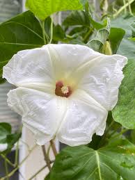 Image result for Ipomoea albivenia
