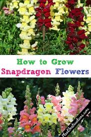 How To Grow Snapdragon Flowers A Guide To Growing Caring For Snapdragons Snapdragon Flowers Beautiful Flowers Garden Flowers Perennials