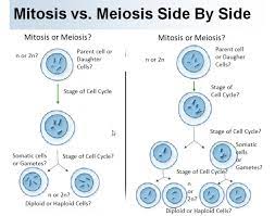 Mitosis meiosis and fertilization worksheet answers. Mitosis Vs Meiosis Diagram