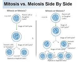 Some of the worksheets for this concept are mitosis vs meiosis answers key, mitosis and meiosis answer key, mitosis versus meiosis work answer key cstephenmurray, cell cycle and mitosis answer key, meiosis and sexual reproduction answer key, mitosis meiosis work. Mitosis Vs Meiosis Diagram