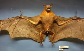 They have the largest body size of… Large Flying Fox Fox Fruit Bat Fox Anatomy