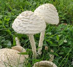 Image result for Cheirostylis lepida