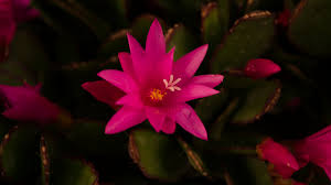 Easter cactus is related to christmas cactus and thanksgiving cactus. Rhipsalidopsis Easter Cacti Or Spring Cacti Altman Plants