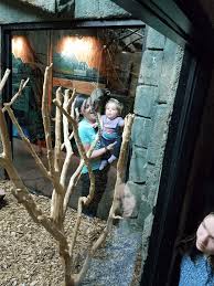 121 nascar drive, sevierville, tn 37862, united states. Rainforest Adventures Discovery Zoo Sevierville Tn Tripster