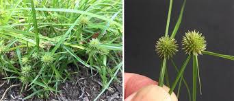 Image result for Kyllinga