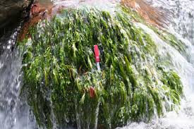 Image result for Podostemaceae