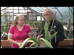The simple answer is yes. columnar cacti plants such as organ pipe cacti and totem pole cacti can get spindly or tall and require regular pruning to force thicker stems or lateral branching. Pruning Cactus Youtube