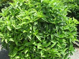 Image result for Landolphia ligustrifolia