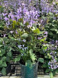 Image result for Monadenium laeve