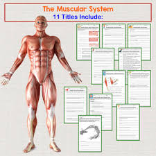 The human skeleton consists of 206 bones. Human Body Warm Ups Bell Ringers Skeletal Muscular Integumentary