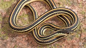 A place where garter snake ( thamnophis) enthusiasts can share their appreciation of these beautiful snakes, and for others to perhaps learn. Snakes Of Colorado Museum Of Natural History University Of Colorado Boulder