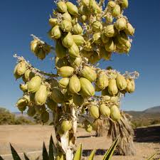 The yucca flower was selected by the schoolchildren of new mexico and was dried yucca wood has the lowest ignition temperature of any wood, which makes it desirable for. The Edible Fruit Of Banana Yucca