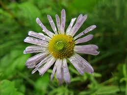 Image result for Heterotis decumbens