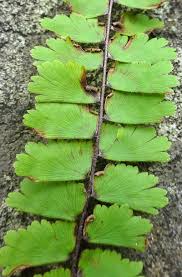 Image result for Adiantum incisum