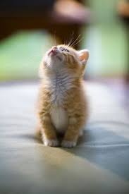 Little Ball Of Fur By Patto A Secas Sevimli Kedi Yavrulari Sevimli Kediler Sevimli Hayvan Yavrulari
