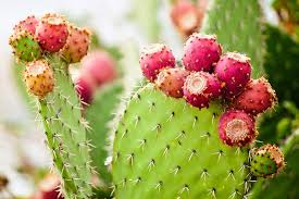 Then please submit it to us so we can make the clue database even better! Word For Prickly Shrub