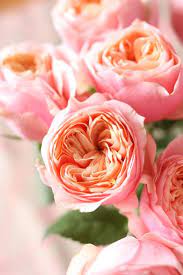 Choose your wedding party attendants. Beautiful Garden Roses Perfect For An Arrangement Coral Wedding Flowers Coral Roses Pretty Flowers