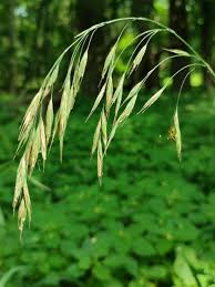 Image result for Bromus