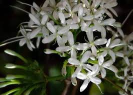 Image result for Pavetta sp. I