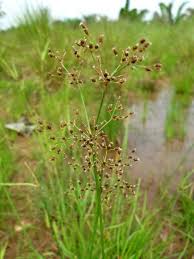 Image result for Fimbristylis aphylla