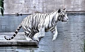 Tigre Blanco Zoo Madrid 4630 2 8 2015 Zoo Tigre Animals