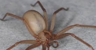 Why You Need Not Fear The Poor Misunderstood Brown Recluse