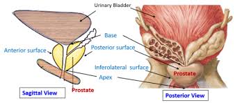 Image result for Prostate Anatomy