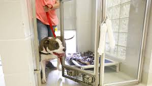 Find and adopt a pet on petfinder today. Oregon Might Restrict Pet Stores To Selling Rescue Dogs
