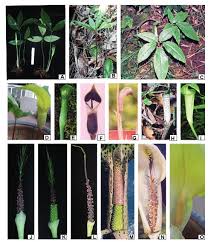 Image result for Arisaema