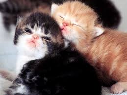 Image result for tentang kucing