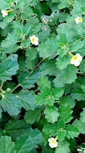 Image result for Pedalium